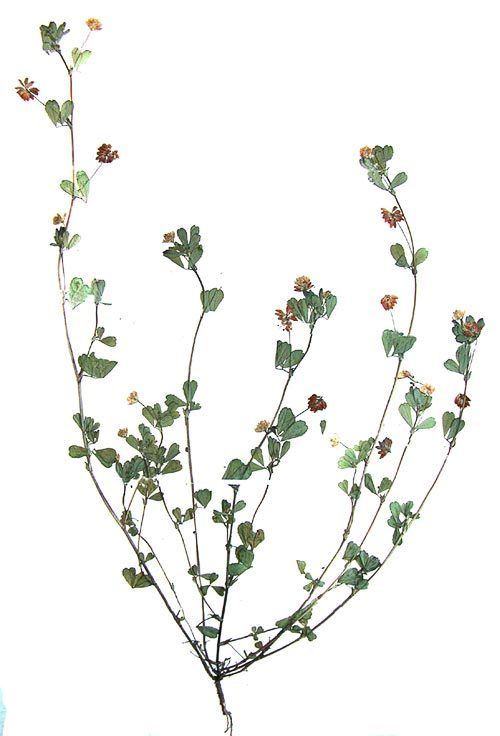 Trifolium dubium AgroAtlas Relatives Trifolium dubium Sibth Lesser Trefoil