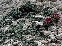 Trifolium friscanum httpsuploadwikimediaorgwikipediacommonsthu