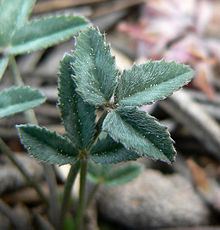 Trifolium gymnocarpon httpsuploadwikimediaorgwikipediacommonsthu