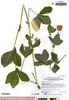 Trifolium howellii httpsuploadwikimediaorgwikipediacommonsthu