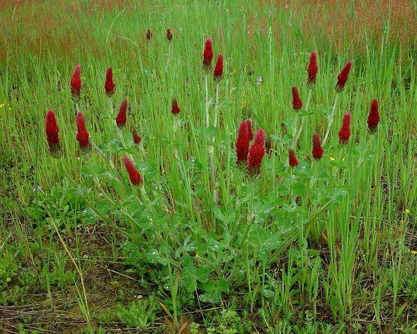 Trifolium incarnatum Trifolium incarnatum Crimson clover