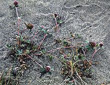 Trifolium macraei httpsuploadwikimediaorgwikipediacommonsthu