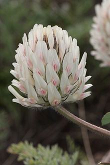 Trifolium macrocephalum httpsuploadwikimediaorgwikipediacommonsthu
