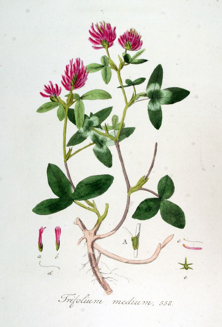 Trifolium medium FileTrifolium medium Flora Batava Volume v7jpg Wikimedia Commons