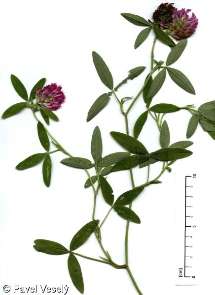 Trifolium medium fotografick kl k urovn cvnatch rostlin BOTANICAL PHOTOGALLERY