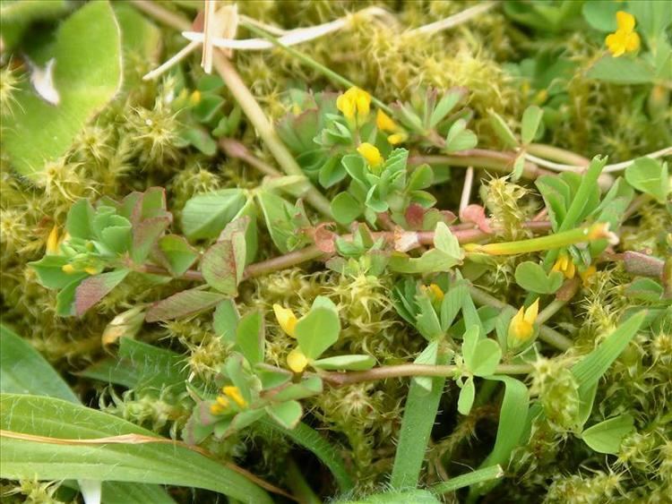 Trifolium micranthum httpswwwverspreidingsatlasnlphotopathTrifol
