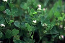 Trifolium microdon httpsuploadwikimediaorgwikipediacommonsthu