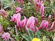 Trifolium nanum httpsuploadwikimediaorgwikipediacommonsthu
