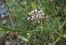 Trifolium obtusiflorum httpsuploadwikimediaorgwikipediacommonsthu