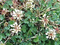 Trifolium occidentale httpsuploadwikimediaorgwikipediacommonsthu