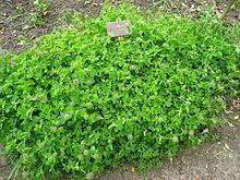 Trifolium pignantii httpsuploadwikimediaorgwikipediacommonsthu