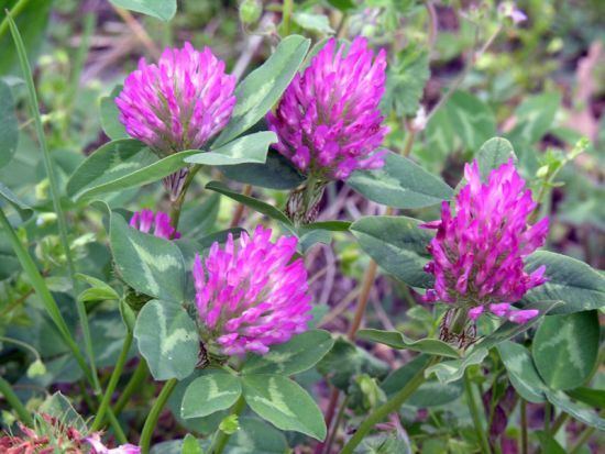 Trifolium pratense mammoth red clover 34596 English common name Trifolium pratense