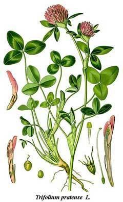 Trifolium pratense Trifolium pratense Red Clover PFAF Plant Database