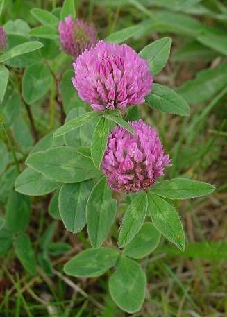 Trifolium pratense Red Clover Trifolium Pratense Wildflowers of Edinburgh