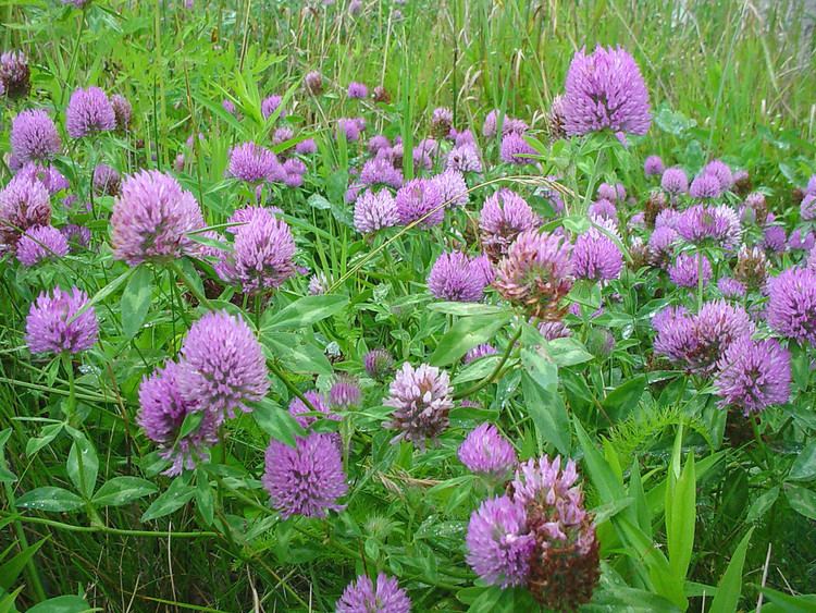 Trifolium pratense Trifolium pratense red clover Go Botany