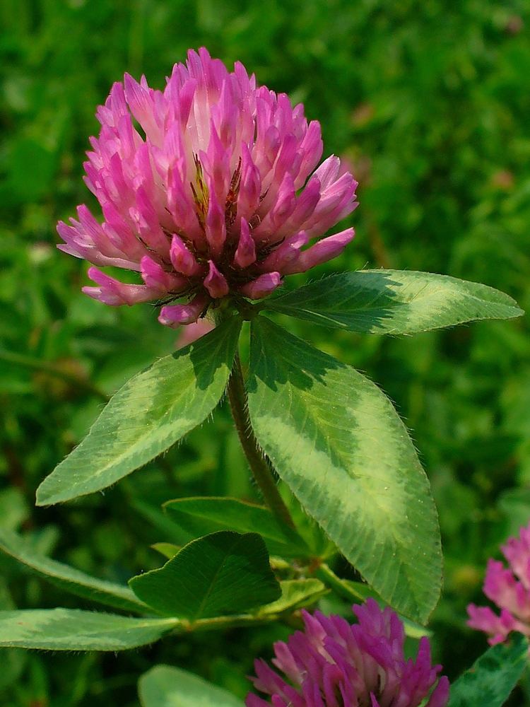 Trifolium pratense Permaculture Plants Red Clover Temperate Climate Permaculture