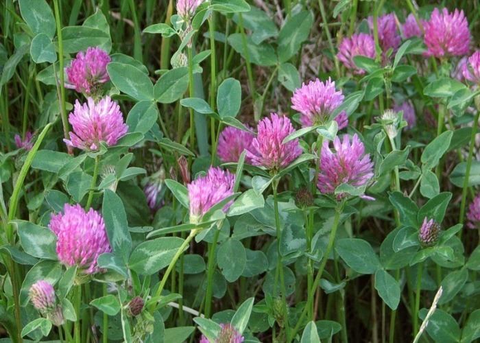 Trifolium pratense Red Clover Trifolium Pratense Wildflowers of Edinburgh