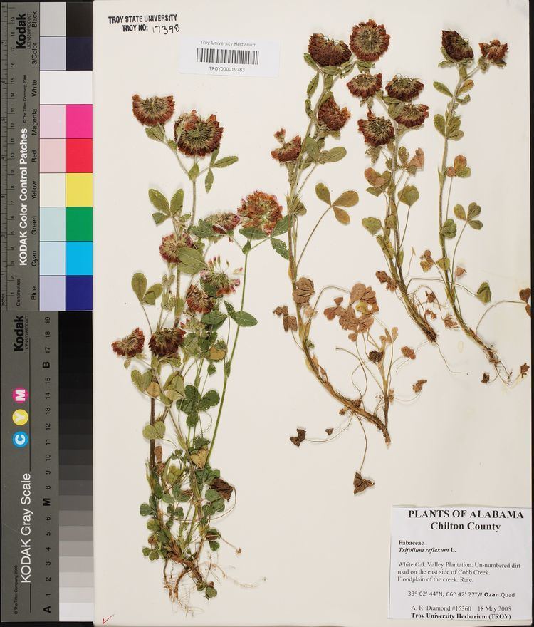 Trifolium reflexum Trifolium reflexum Species Page APA Alabama Plant Atlas