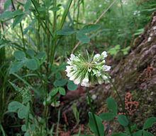 Trifolium reflexum httpsuploadwikimediaorgwikipediacommonsthu