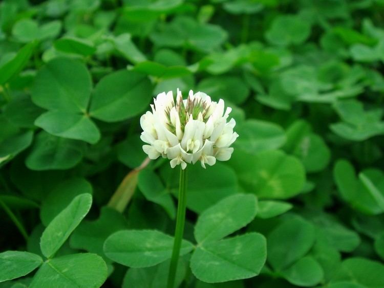 Trifolium repens Trifolium repens L