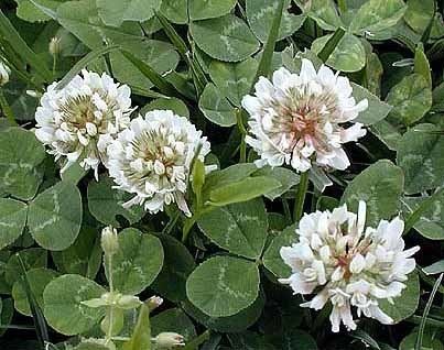 Trifolium repens Clover White Trifolium repens organically grown flower seeds