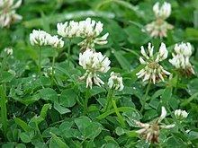 Trifolium repens httpsuploadwikimediaorgwikipediacommonsthu