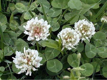 Trifolium repens Clover white Trifolium repens NonNative Tryon Life Community Farm