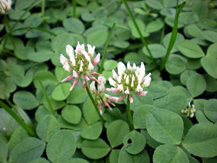 Trifolium repens White Clover Trifolium repens Flora Pittsburghensis