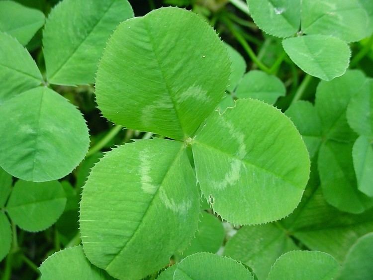 Trifolium repens Trifolium repens white clover Go Botany