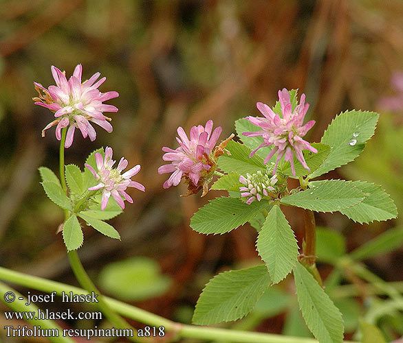 Trifolium resupinatum Trifolium resupinatum Reversed clover