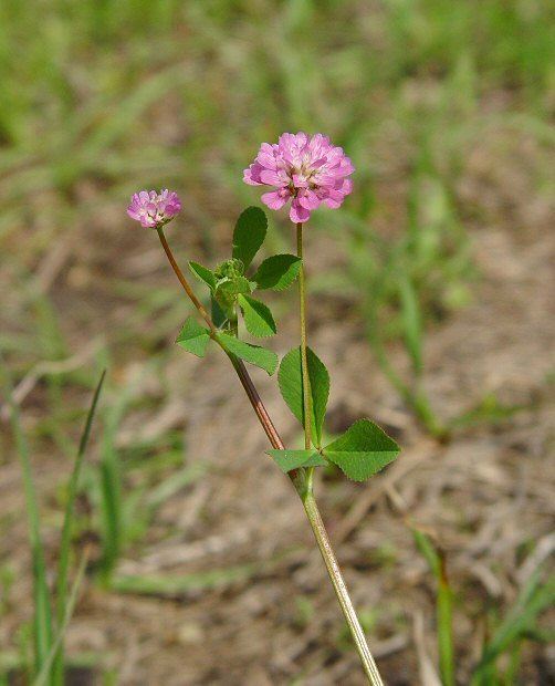 Trifolium resupinatum wwwmissouriplantscomPinkaltTrifoliumresupinat