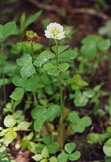 Trifolium stoloniferum httpsuploadwikimediaorgwikipediacommonsthu