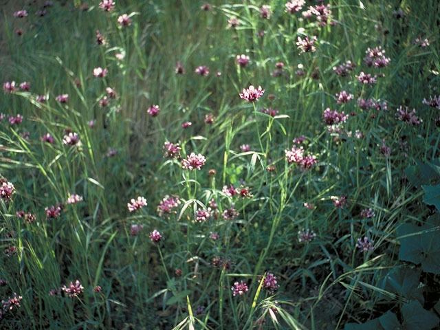 Trifolium willdenovii Trifolium willdenovii Tomcat clover NPIN