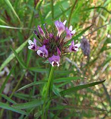 Trifolium willdenovii httpsuploadwikimediaorgwikipediacommonsthu