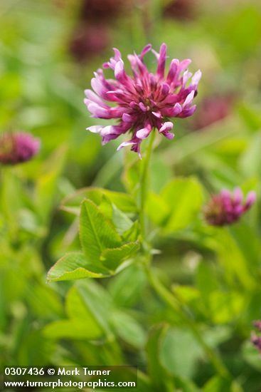 Trifolium wormskioldii httpswwwpnwflowerscomimagesplants0307436jpg