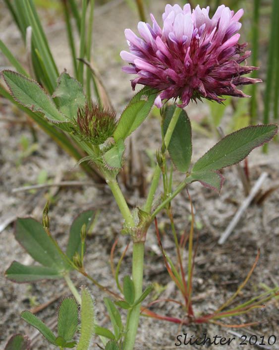 Trifolium wormskioldii Clover Cows Clover Salt Marsh Clover Trifolium wormskioldii