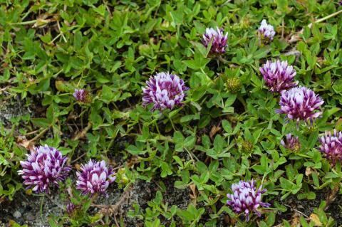 Trifolium wormskioldii Trifolium wormskioldii Mostly Natives Nursery