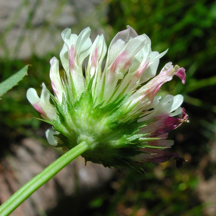 Trifolium wormskioldii SEINet Arizona Chapter Trifolium wormskioldii