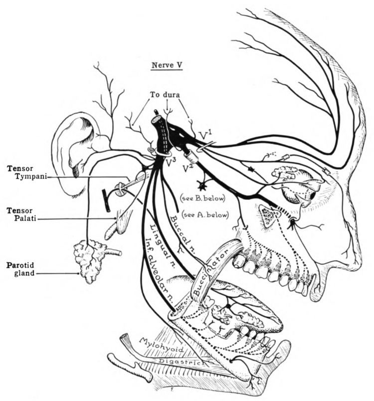 Trigeminal nerve