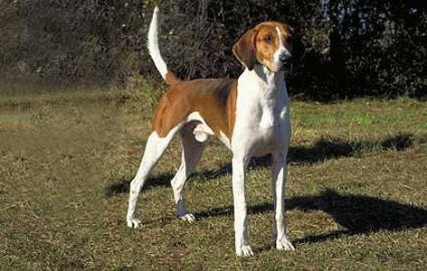 Trigg Hound Trigg Hound photos and wallpapers The beautiful Trigg Hound pictures
