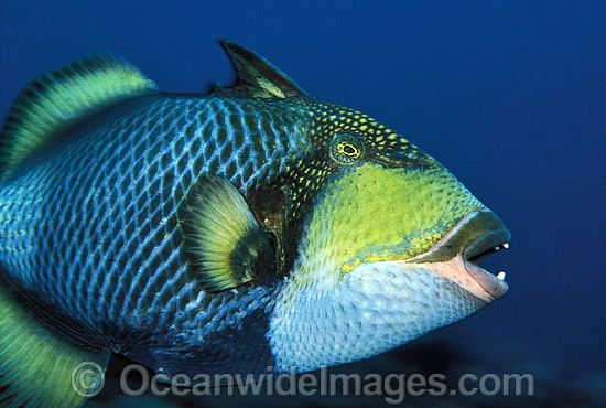 Triggerfish Triggerfish Photos Pictures Images