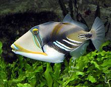 Triggerfish Triggerfish Wikipedia