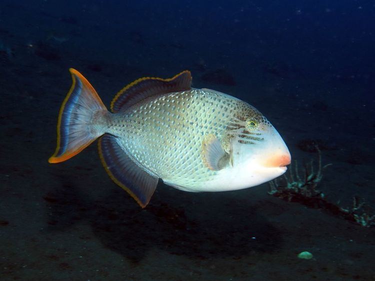 Triggerfish Triggerfish Triggerfish Pictures Triggerfish Facts National