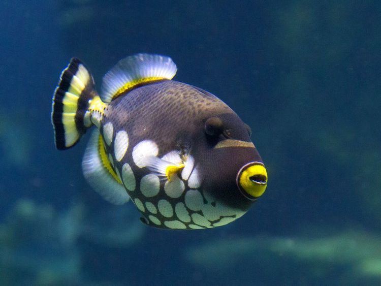 Triggerfish Triggerfish Triggerfish Pictures Triggerfish Facts National
