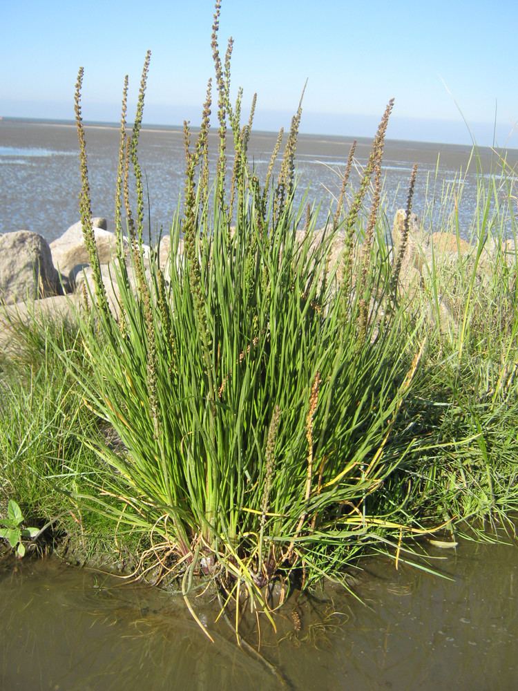 Triglochin maritima Triglochin maritima Sea Arrowgrass Image BioLibcz