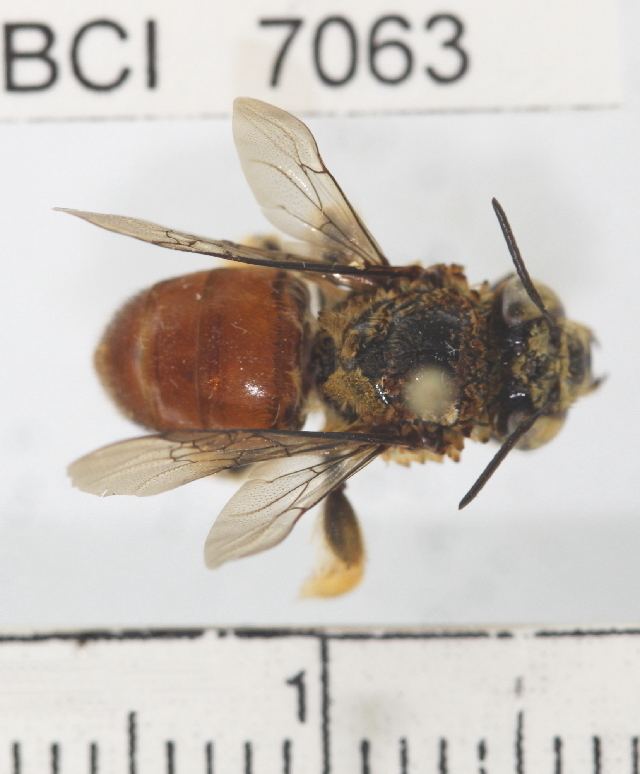 Trigona (bee) Trigona fuscipennis Wikipedia