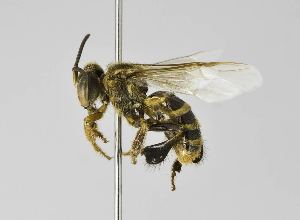 Trigona (bee) BOLD Systems Taxonomy Browser Trigona genus