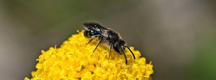 Trigona (bee) bradpetehoops Trigona Stingless Bees and Kinds of Bees