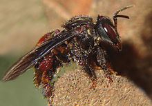 Trigona (bee) httpsuploadwikimediaorgwikipediacommonsthu