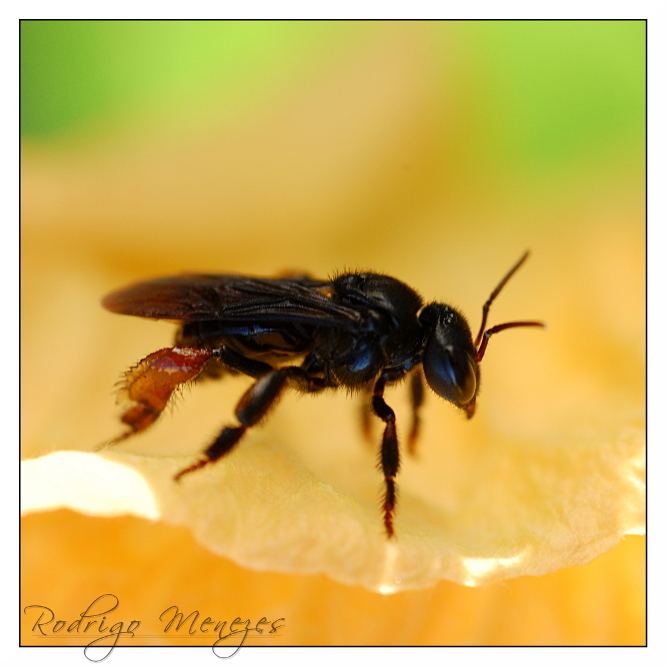 Trigona (bee) trigona DeviantArt